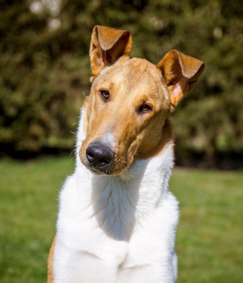 C.I.B. Cinnaberry’s All Or Nut-ting "Arvi"